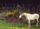 A lonely horse off some back road.